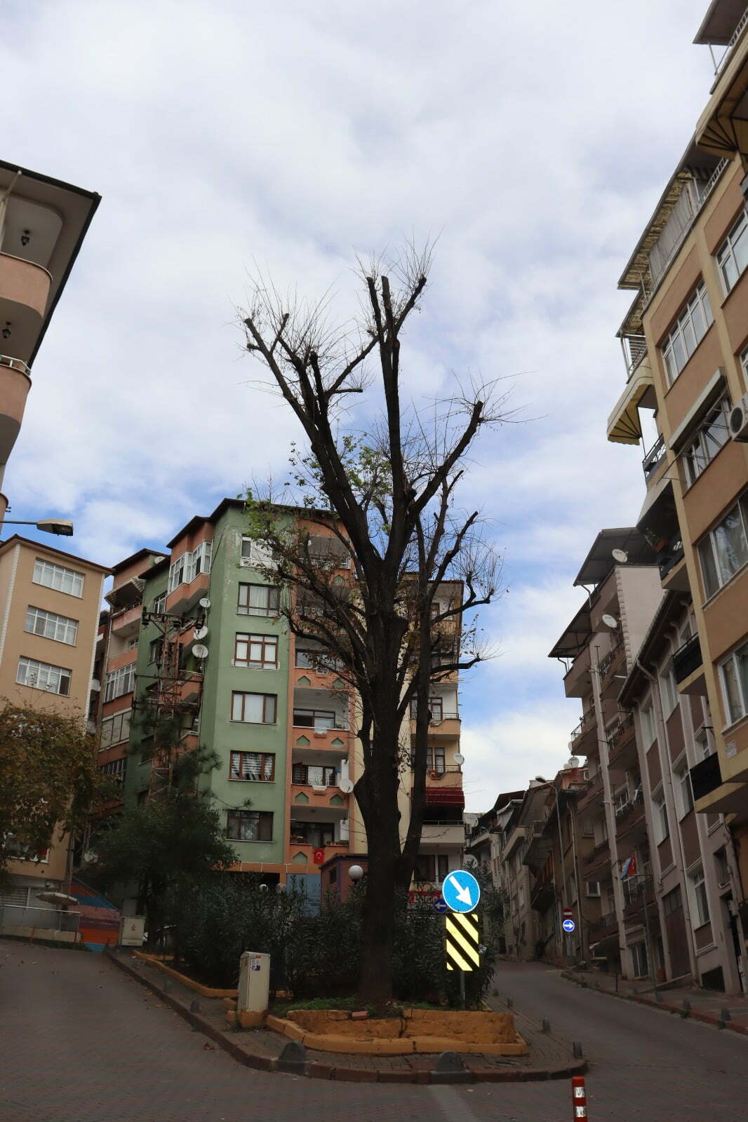 İzmit Belediyesi, kuruyan ve ömrünü tamamlayan ağaçlar için önlem almaya devam ediyor